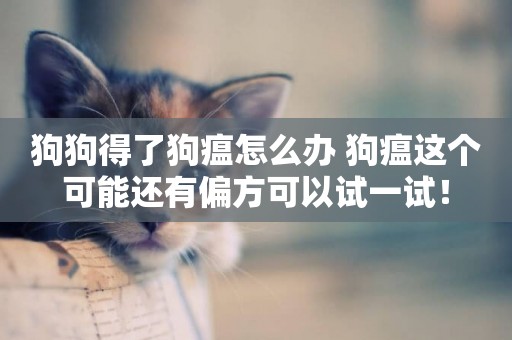 狗狗得了狗瘟怎么辦 狗瘟這個可能還有偏方可以試一試！