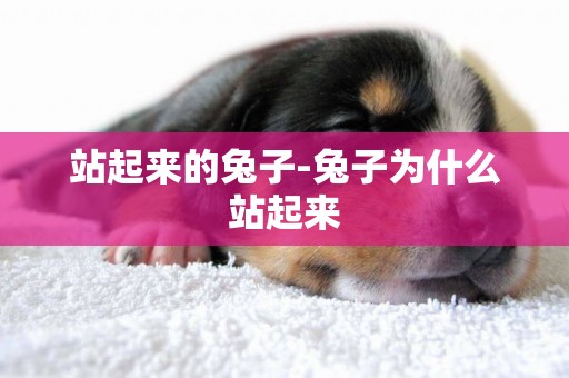 站起來的兔子-兔子為什么站起來