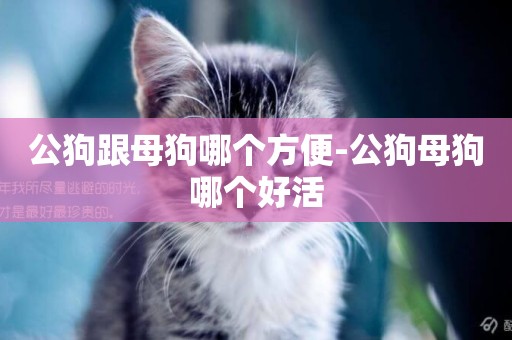 公狗跟母狗哪個方便-公狗母狗哪個好活
