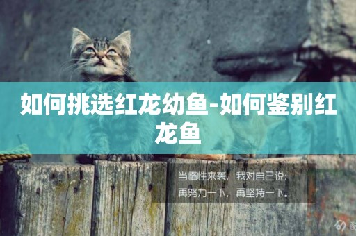 如何挑選紅龍幼魚-如何鑒別紅龍魚