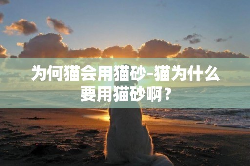 為何貓會用貓砂-貓為什么要用貓砂啊？