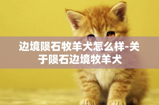 邊境隕石牧羊犬怎么樣-關于隕石邊境牧羊犬