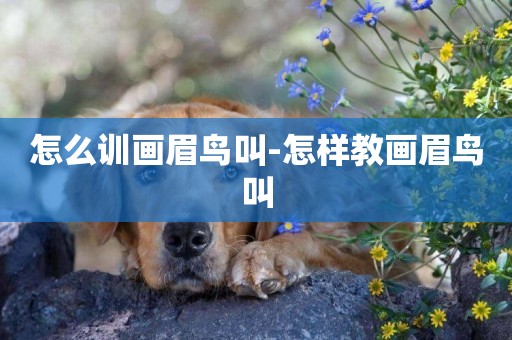 怎么訓畫眉鳥叫-怎樣教畫眉鳥叫