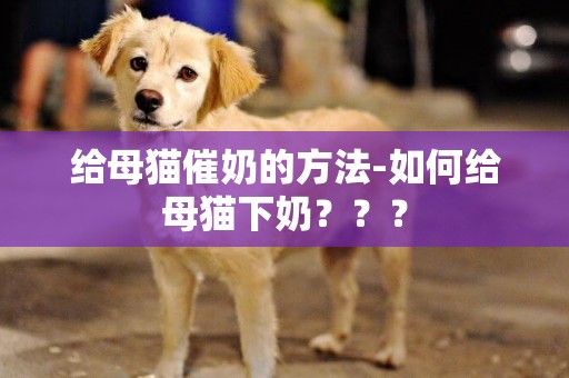 給母貓催奶的方法-如何給母貓下奶？？？