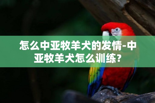 怎么中亞牧羊犬的發情-中亞牧羊犬怎么訓練？