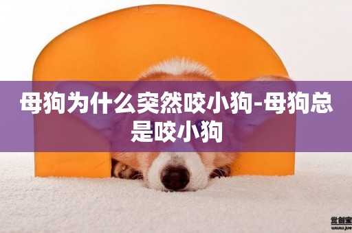 母狗為什么突然咬小狗-母狗總是咬小狗