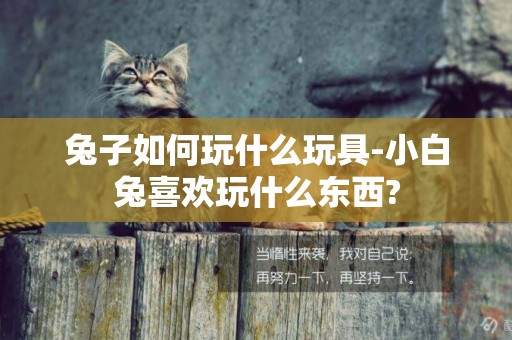 兔子如何玩什么玩具-小白兔喜歡玩什么東西?