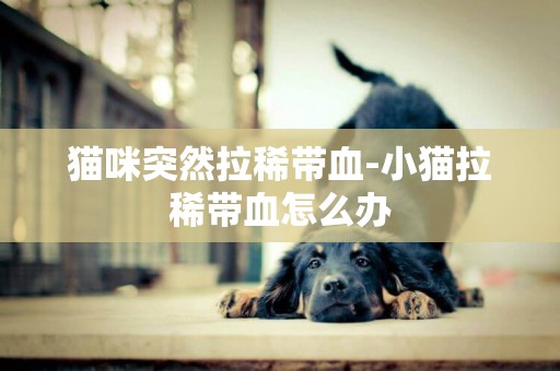 貓咪突然拉稀帶血-小貓拉稀帶血怎么辦