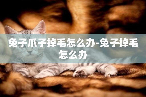 兔子爪子掉毛怎么辦-兔子掉毛怎么辦