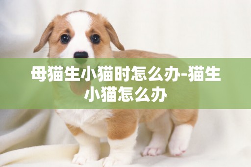 母貓生小貓時怎么辦-貓生小貓怎么辦