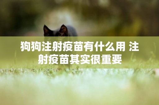 狗狗注射疫苗有什么用 注射疫苗其實很重要