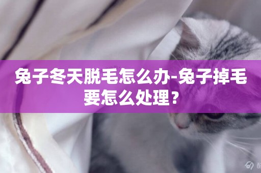 兔子冬天脫毛怎么辦-兔子掉毛要怎么處理？