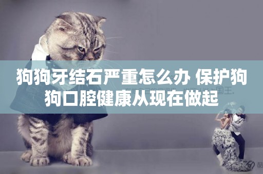 狗狗牙結石嚴重怎么辦 保護狗狗口腔健康從現在做起
