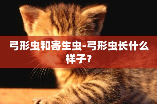 弓形蟲和寄生蟲-弓形蟲長什么樣子？