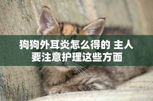 狗狗外耳炎怎么得的 主人要注意護理這些方面