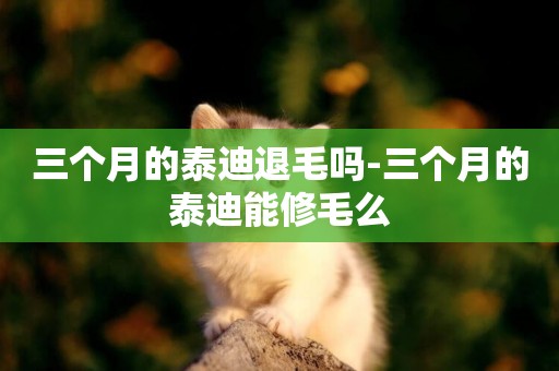 三個月的泰迪退毛嗎-三個月的泰迪能修毛么
