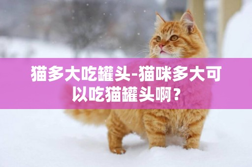 貓多大吃罐頭-貓咪多大可以吃貓罐頭啊？