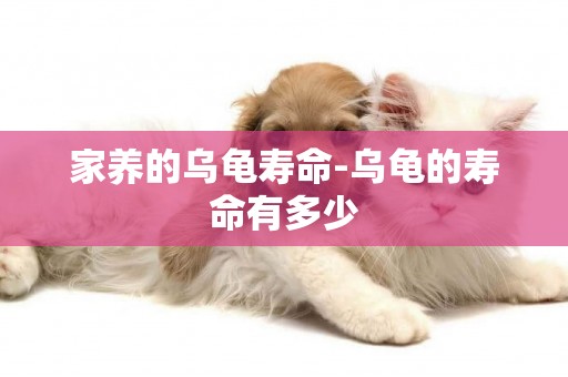 家養的烏龜壽命-烏龜的壽命有多少