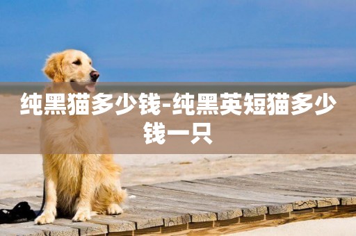 純黑貓多少錢-純黑英短貓多少錢一只