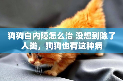 狗狗白內障怎么治 沒想到除了人類，狗狗也有這種病