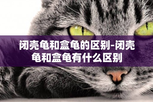 閉殼龜和盒龜的區別-閉殼龜和盒龜有什么區別