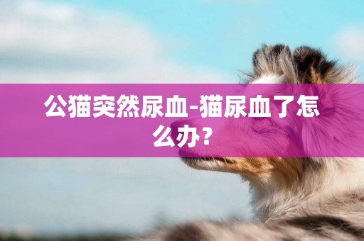 公貓突然尿血-貓尿血了怎么辦？