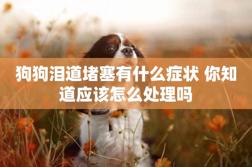 狗狗淚道堵塞有什么癥狀 你知道應該怎么處理嗎