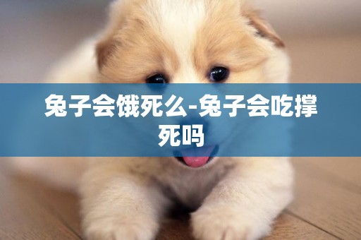 兔子會餓死么-兔子會吃撐死嗎