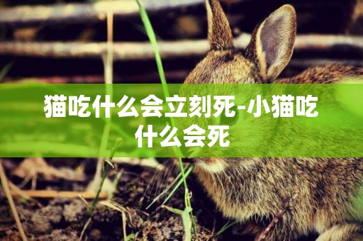 貓吃什么會立刻死-小貓吃什么會死