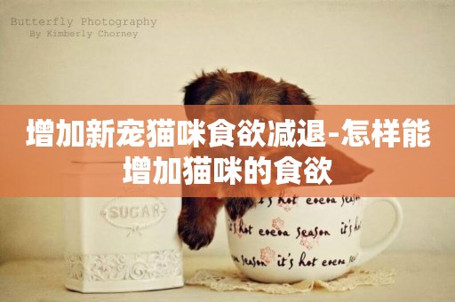 增加新寵貓咪食欲減退-怎樣能增加貓咪的食欲