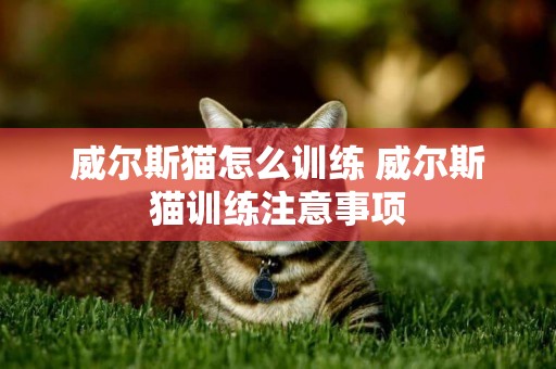 威爾斯貓怎么訓練 威爾斯貓訓練注意事項