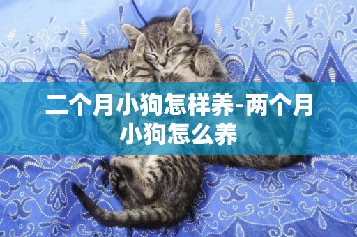 二個月小狗怎樣養-兩個月小狗怎么養
