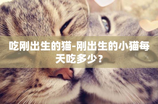 吃剛出生的貓-剛出生的小貓每天吃多少？