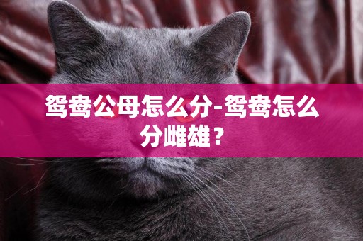 鴛鴦公母怎么分-鴛鴦怎么分雌雄？
