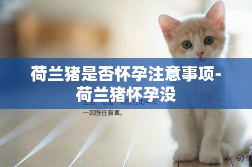 荷蘭豬是否懷孕注意事項-荷蘭豬懷孕沒
