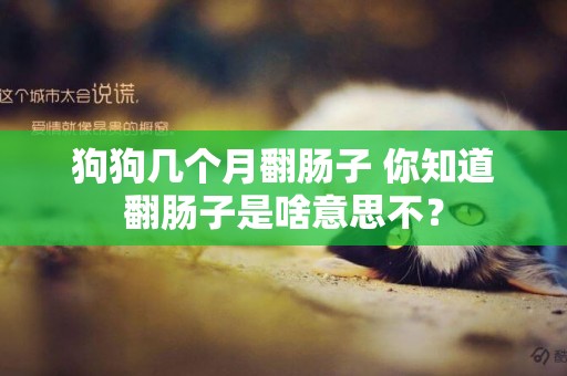 狗狗幾個月翻腸子 你知道翻腸子是啥意思不？