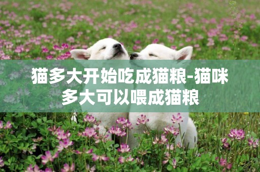 貓多大開始吃成貓糧-貓咪多大可以喂成貓糧
