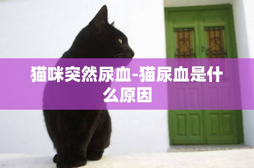 貓咪突然尿血-貓尿血是什么原因