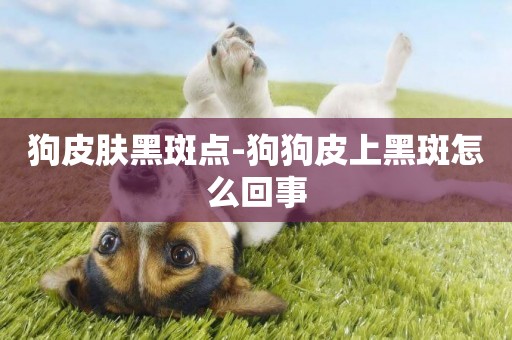狗皮膚黑斑點-狗狗皮上黑斑怎么回事