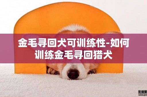 金毛尋回犬可訓練性-如何訓練金毛尋回獵犬