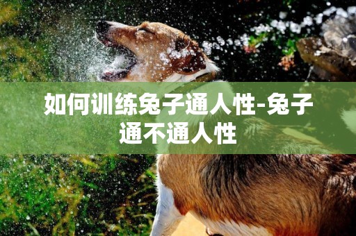 如何訓練兔子通人性-兔子通不通人性