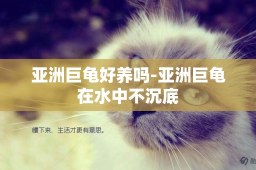 亞洲巨龜好養嗎-亞洲巨龜在水中不沉底