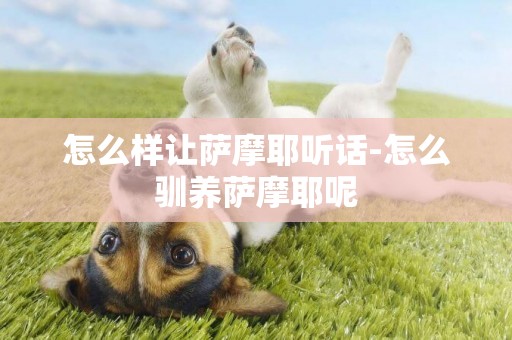 怎么樣讓薩摩耶聽話-怎么馴養薩摩耶呢