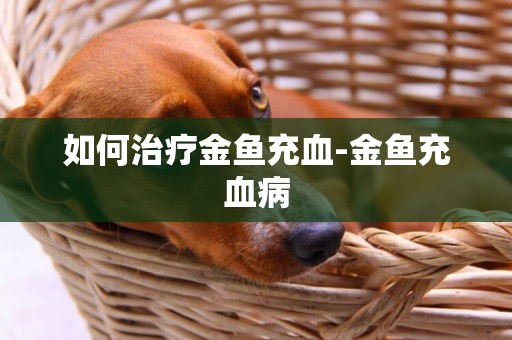 如何治療金魚充血-金魚充血病