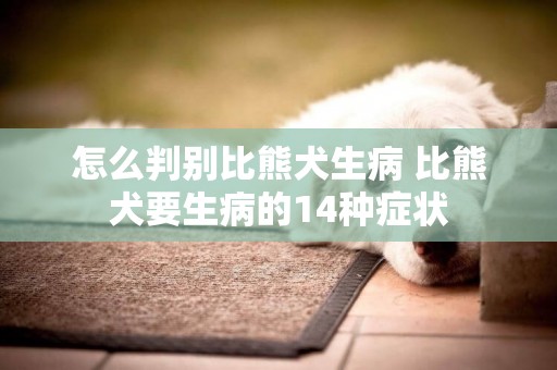 怎么判別比熊犬生病 比熊犬要生病的14種癥狀