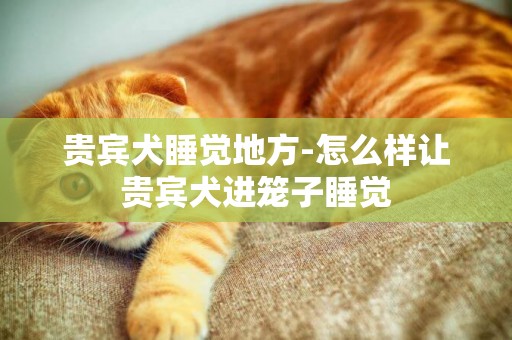 貴賓犬睡覺地方-怎么樣讓貴賓犬進籠子睡覺