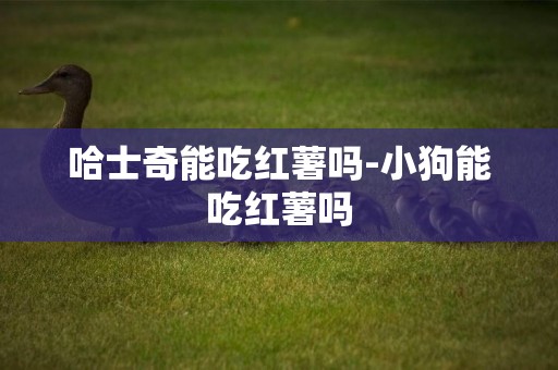 哈士奇能吃紅薯嗎-小狗能吃紅薯嗎