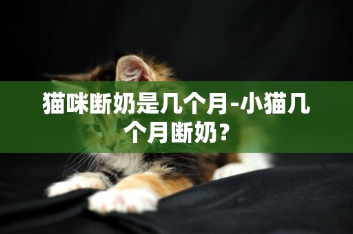貓咪斷奶是幾個月-小貓幾個月斷奶？