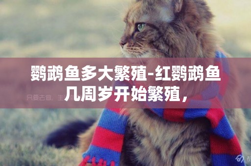 鸚鵡魚多大繁殖-紅鸚鵡魚幾周歲開始繁殖，