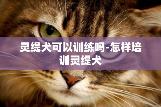 靈緹犬可以訓練嗎-怎樣培訓靈緹犬